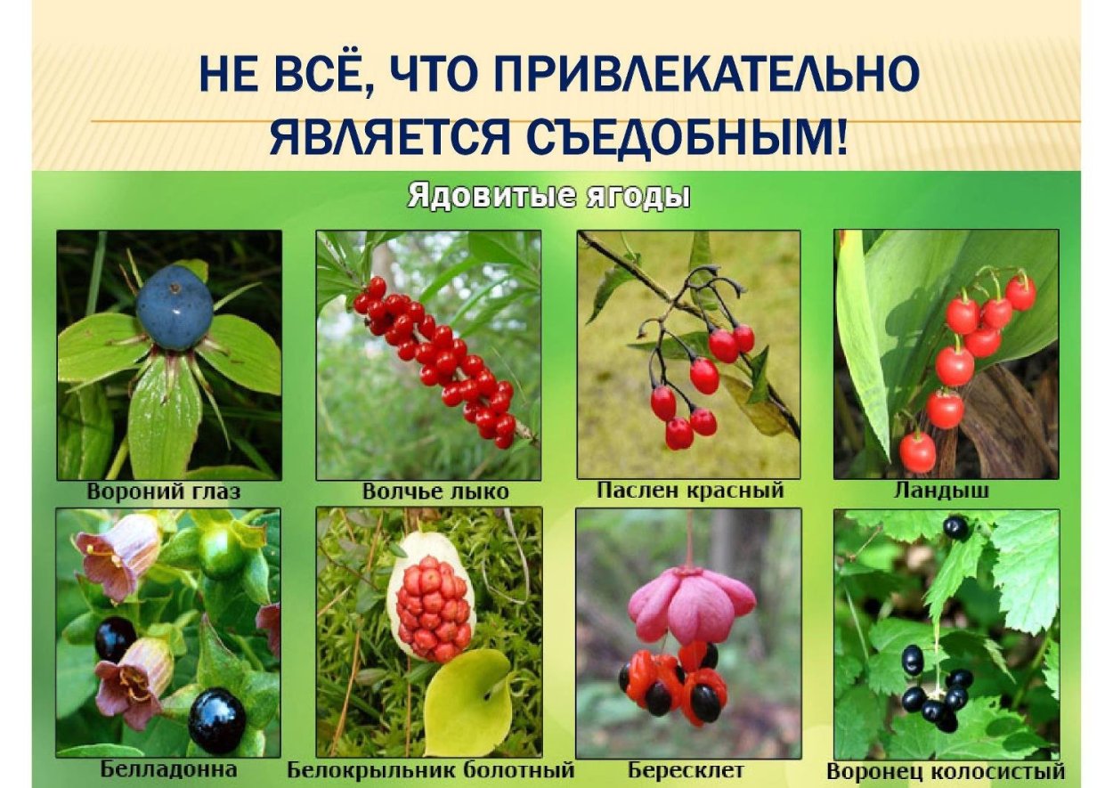 Съедобные и несъедобные ягоды