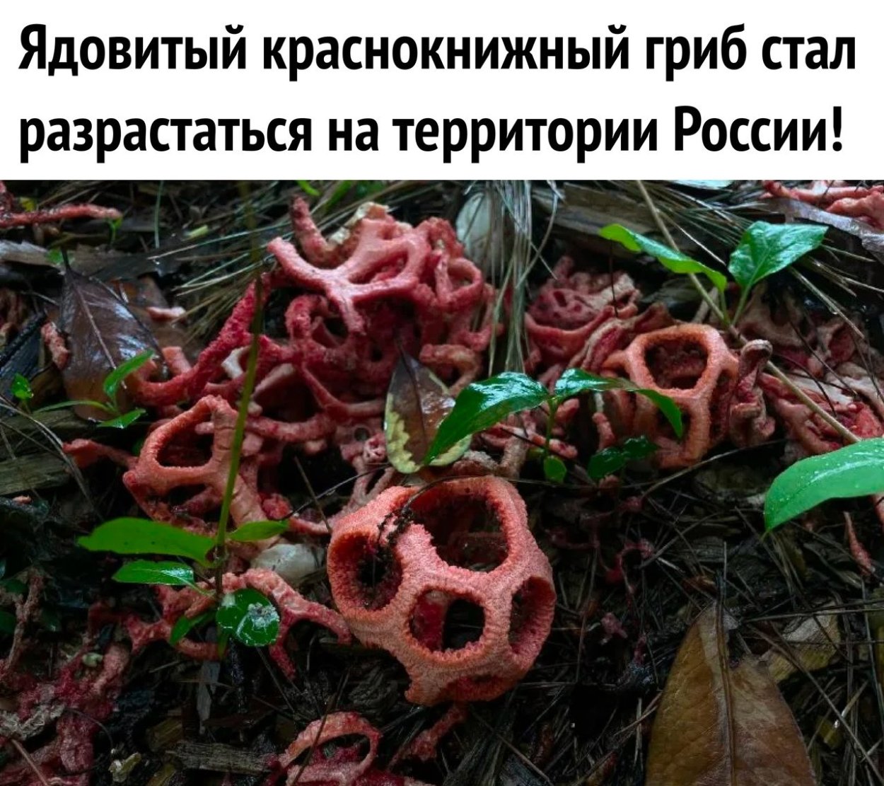 Решеточник красный ядовитый