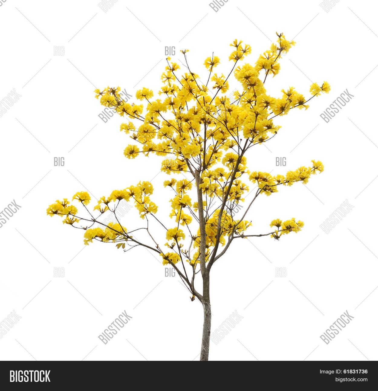 Tabebuia chrysotricha