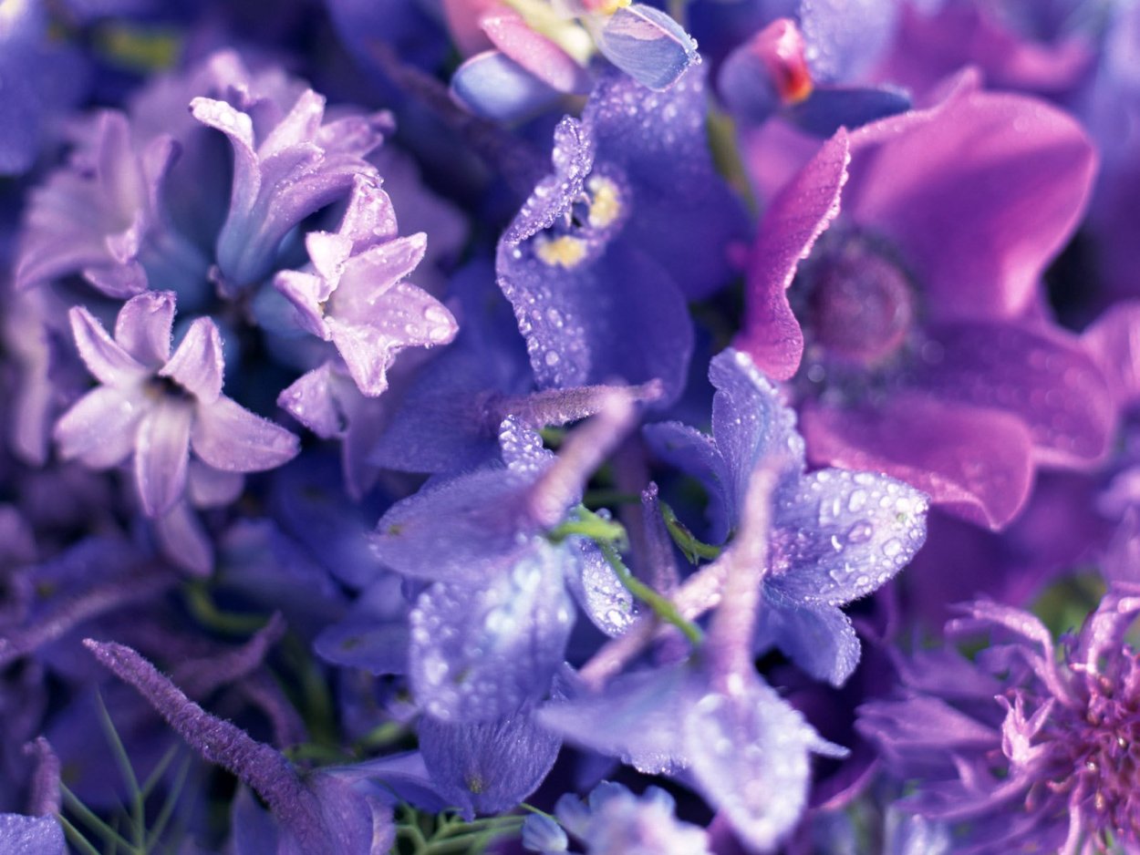 Маленькие фиолетовые цветы