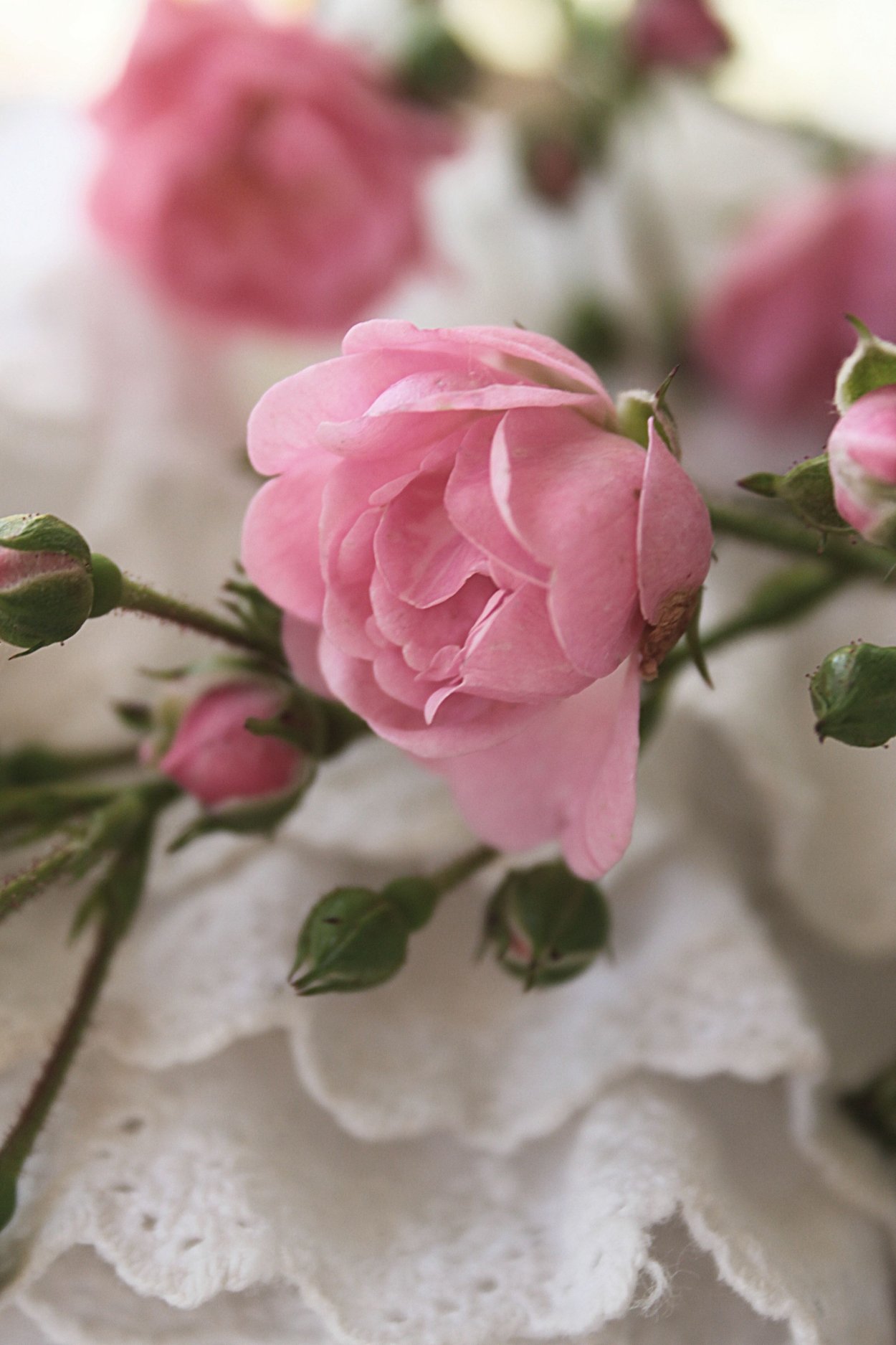 Открытка с днем рождения цветы розы