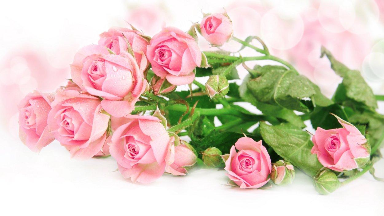 Открытки красивые розы цветы