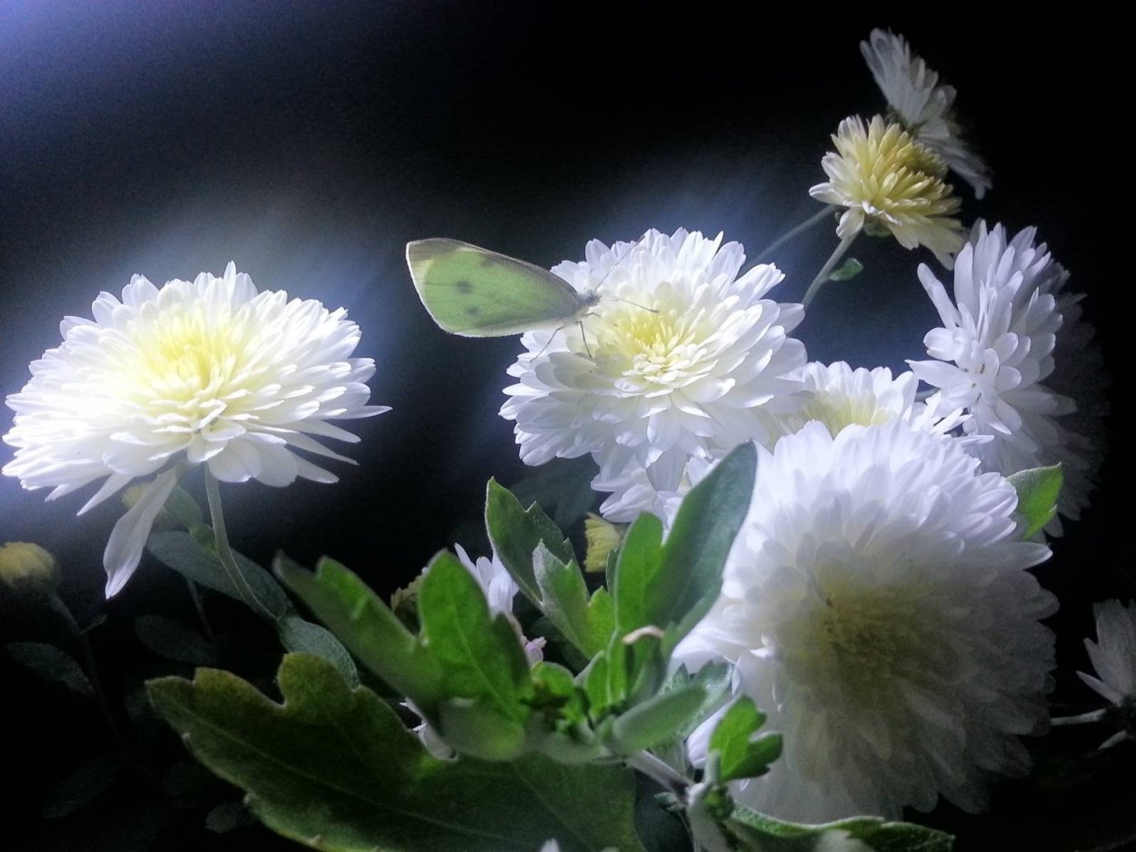 Цветы хризантемы белые