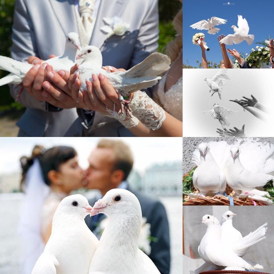 Белые голуби на свадьбу