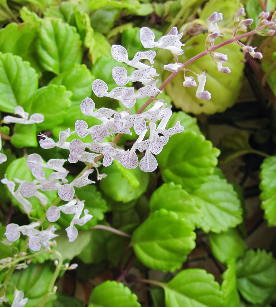 Плектрантус verticillatus