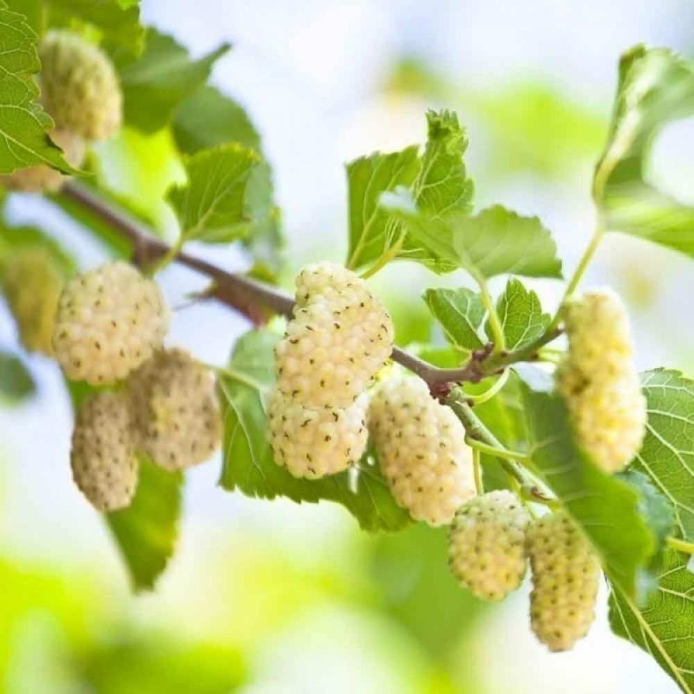 Шелковица белая Morus Alba