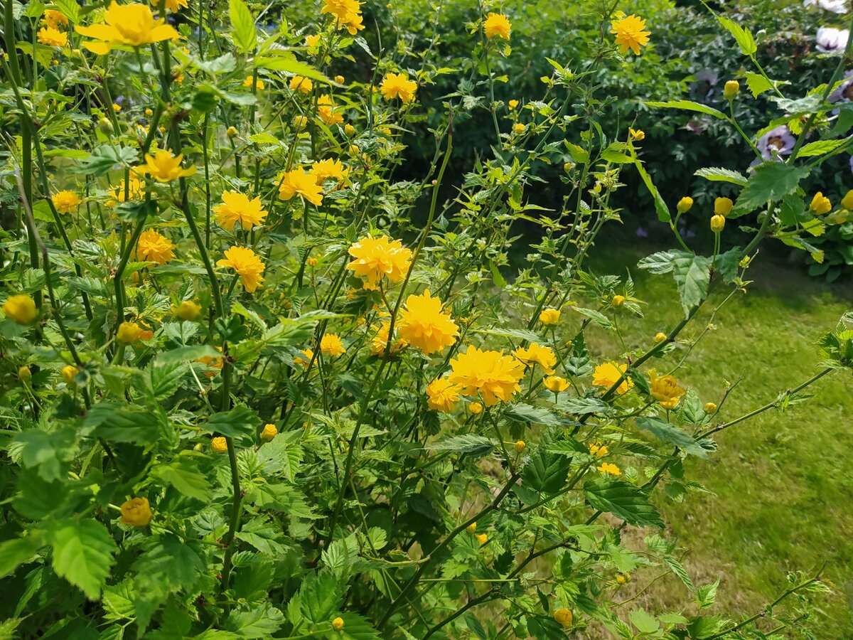 Керрия кустарник с желтыми цветами