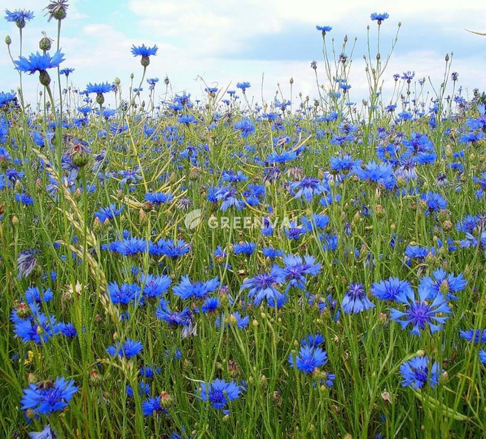 Василек синий (Centaurea cyanus)