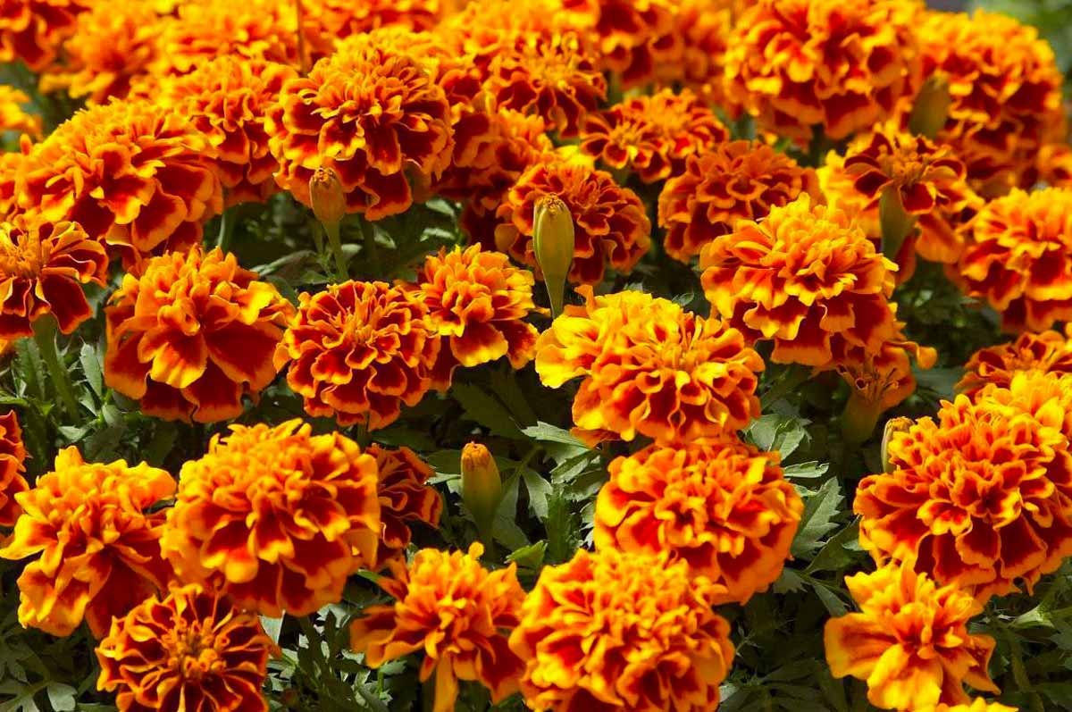 Бархатцы отклоненные (Tagetes patula)