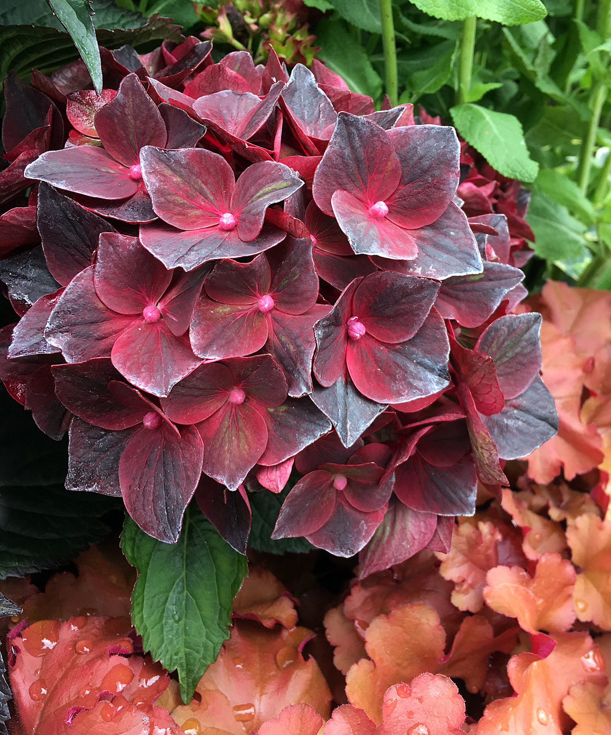 Hydrangea macrophylla Royalty Beauty of Boskoop