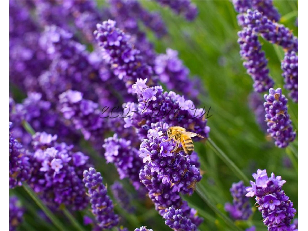 Лаванда (Lavandula)