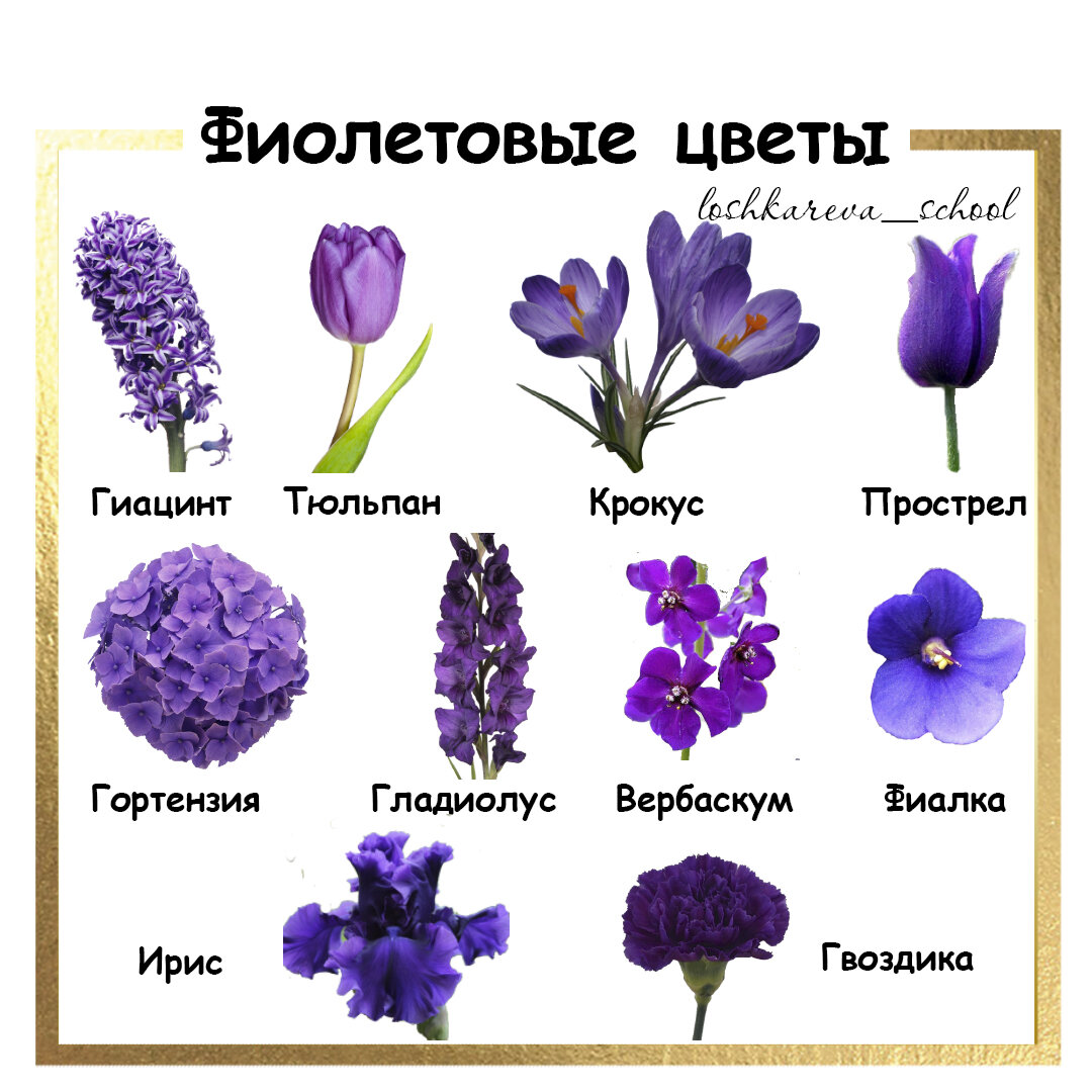 Названия фиолетовых и сиреневых цветов
