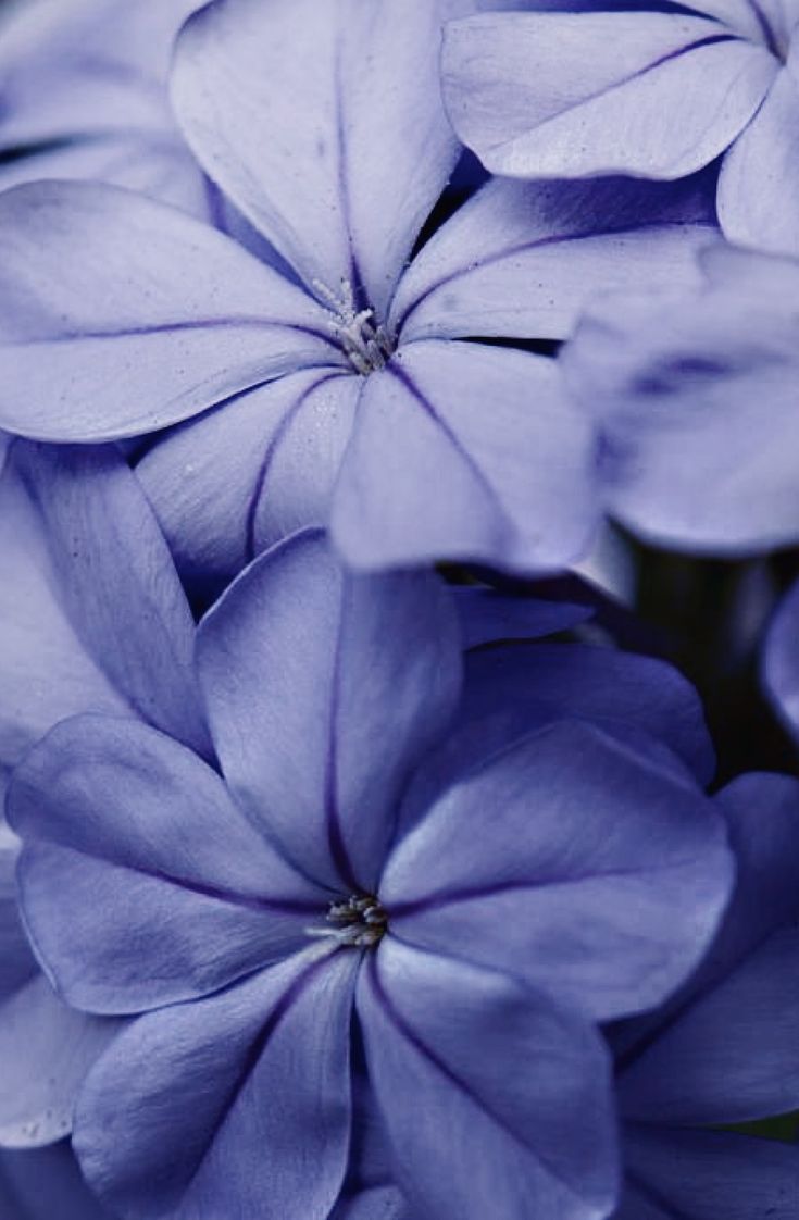Periwinkle перванш