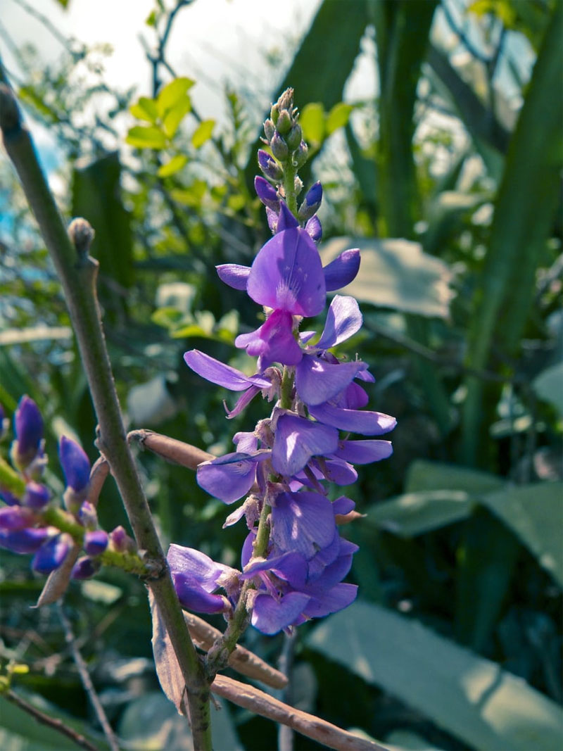Indigofera tinctoria / Indigo