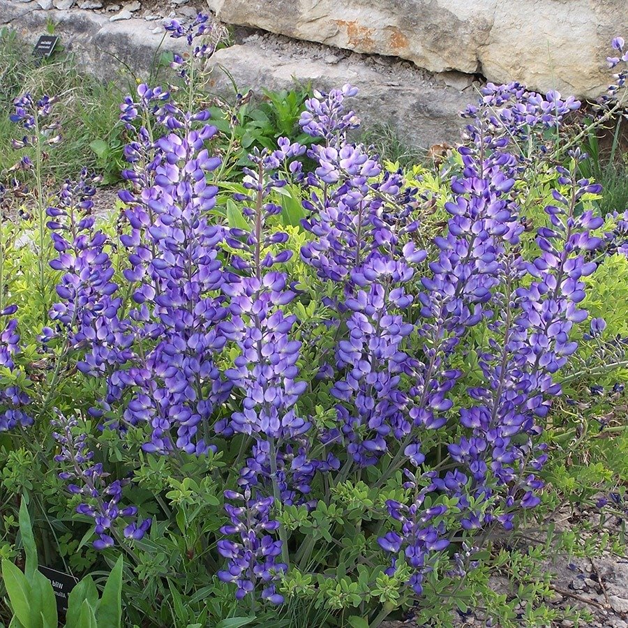 Многолетник Баптизия Южная Baptisia Australis