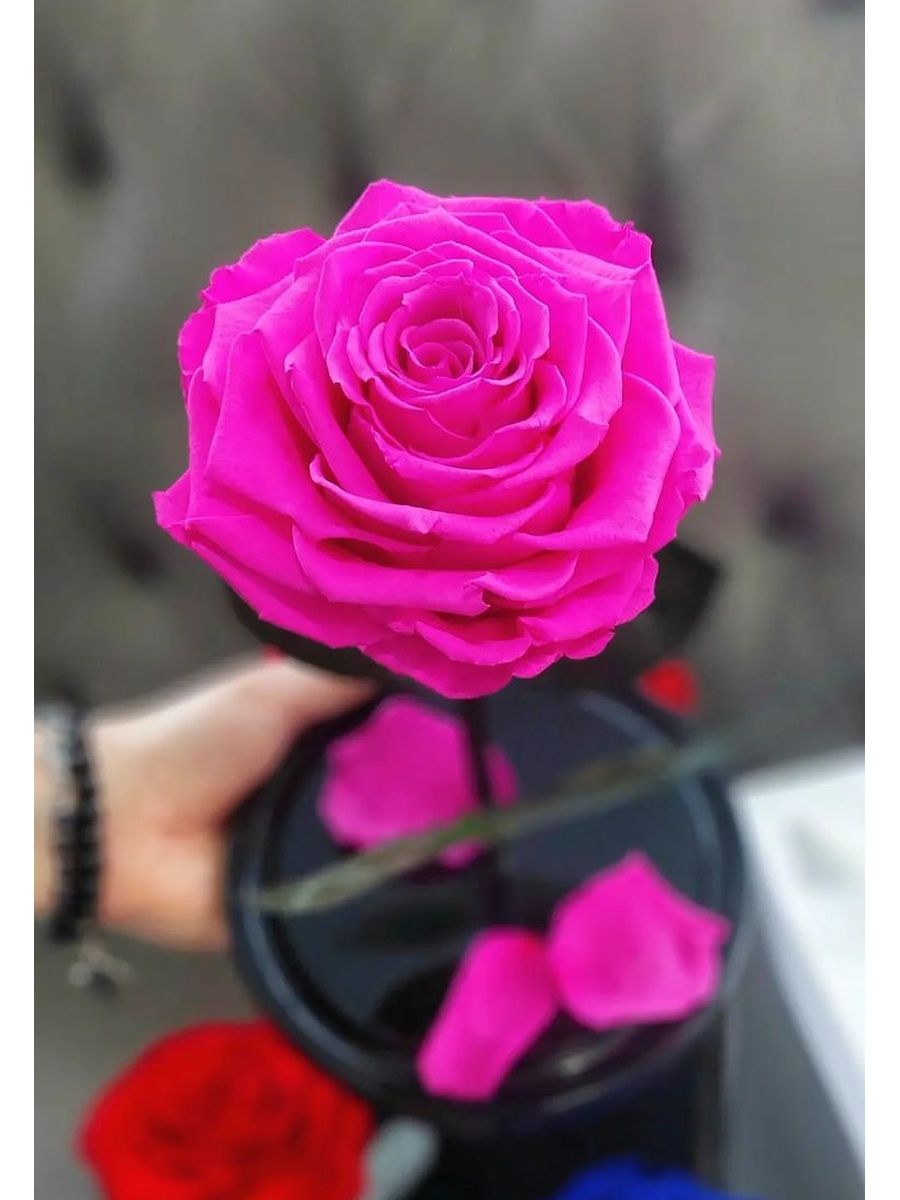One Rose