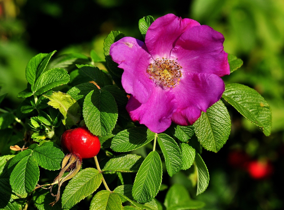 Роза морщинистая Rosa rugosa