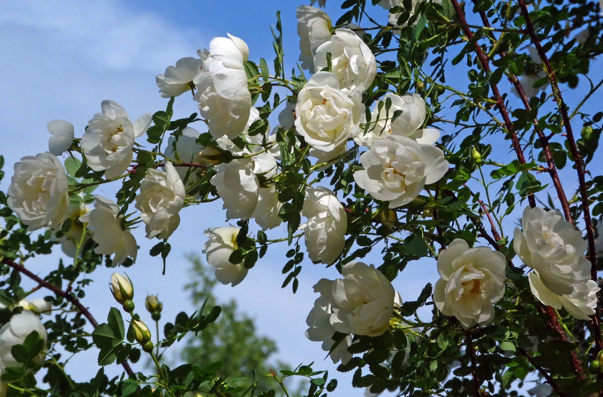 Шиповник Максимовича Rosa maximowicziana