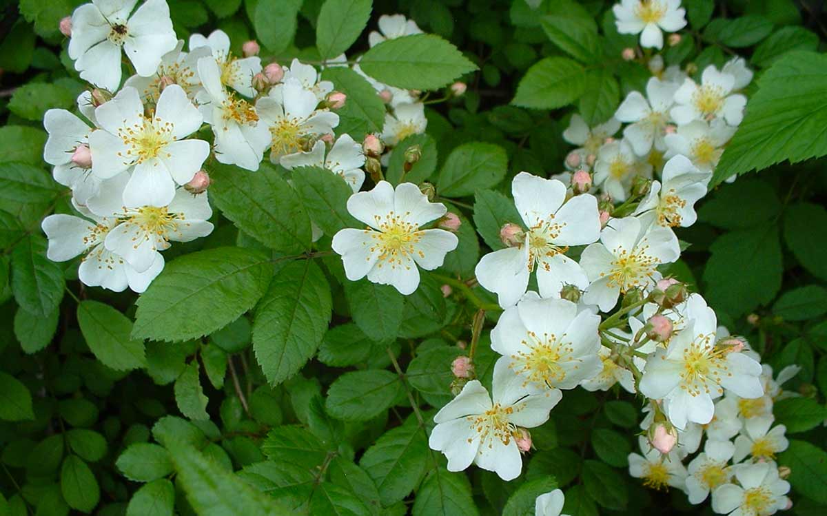 Роза многоцветковая Rosa multiflora