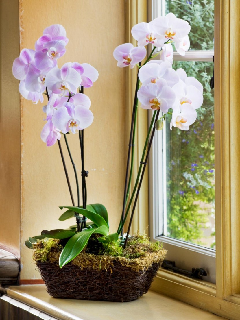 Комнатные цветы орхидея