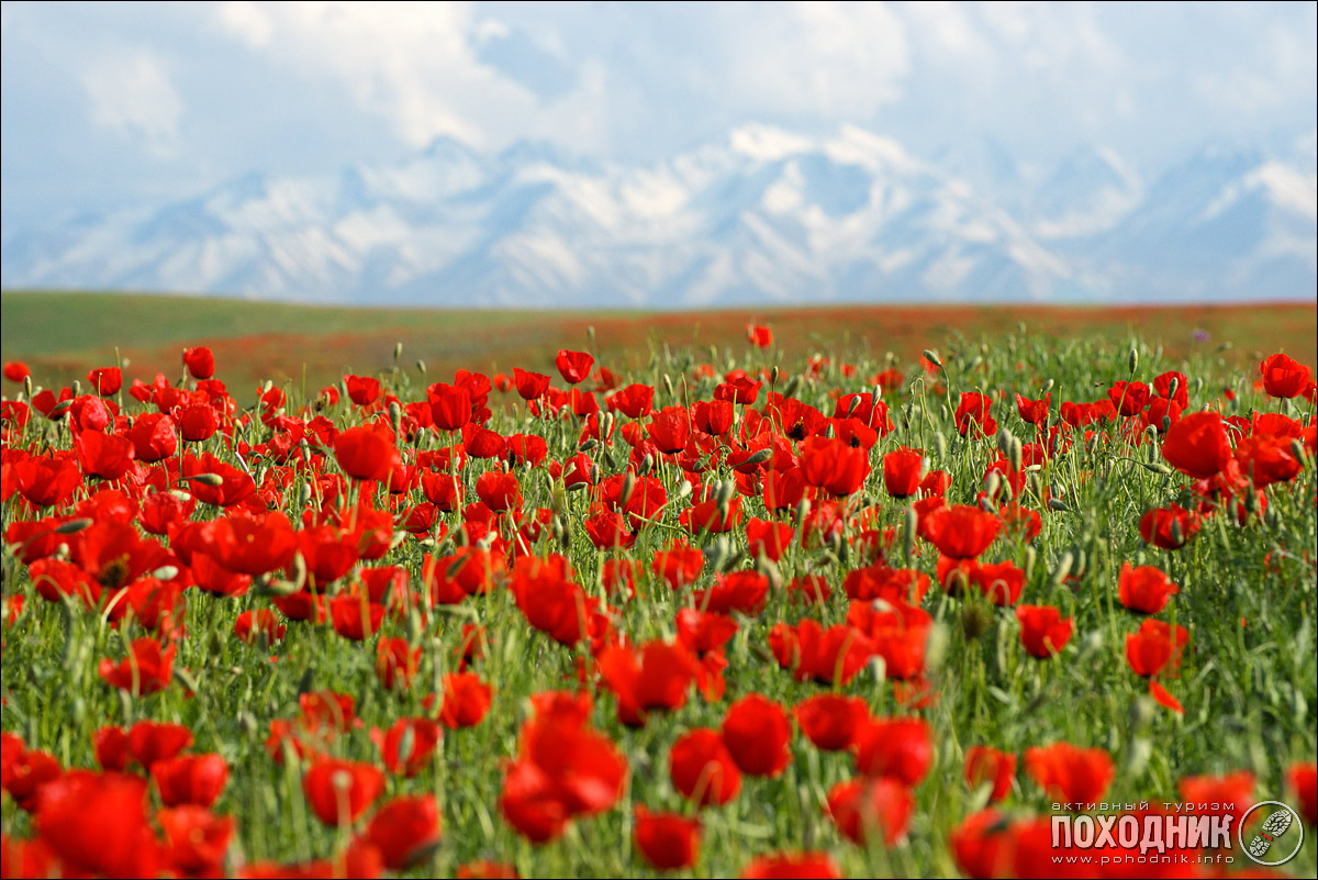 Тянь Шань Киргизия маки