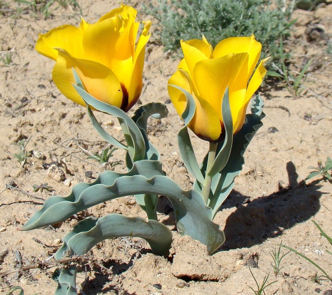 Тюльпан Бема (Tulipa behmiana)