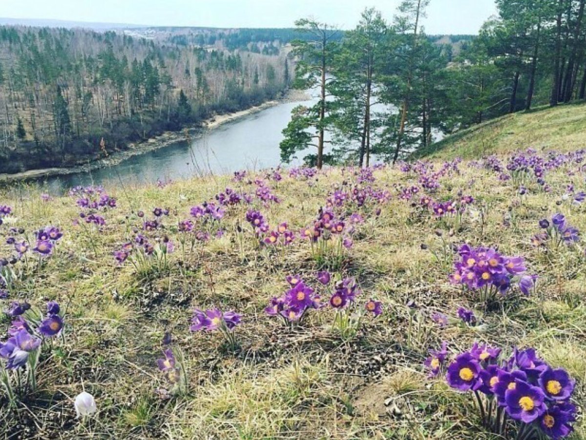 Весенние цветы Сибири