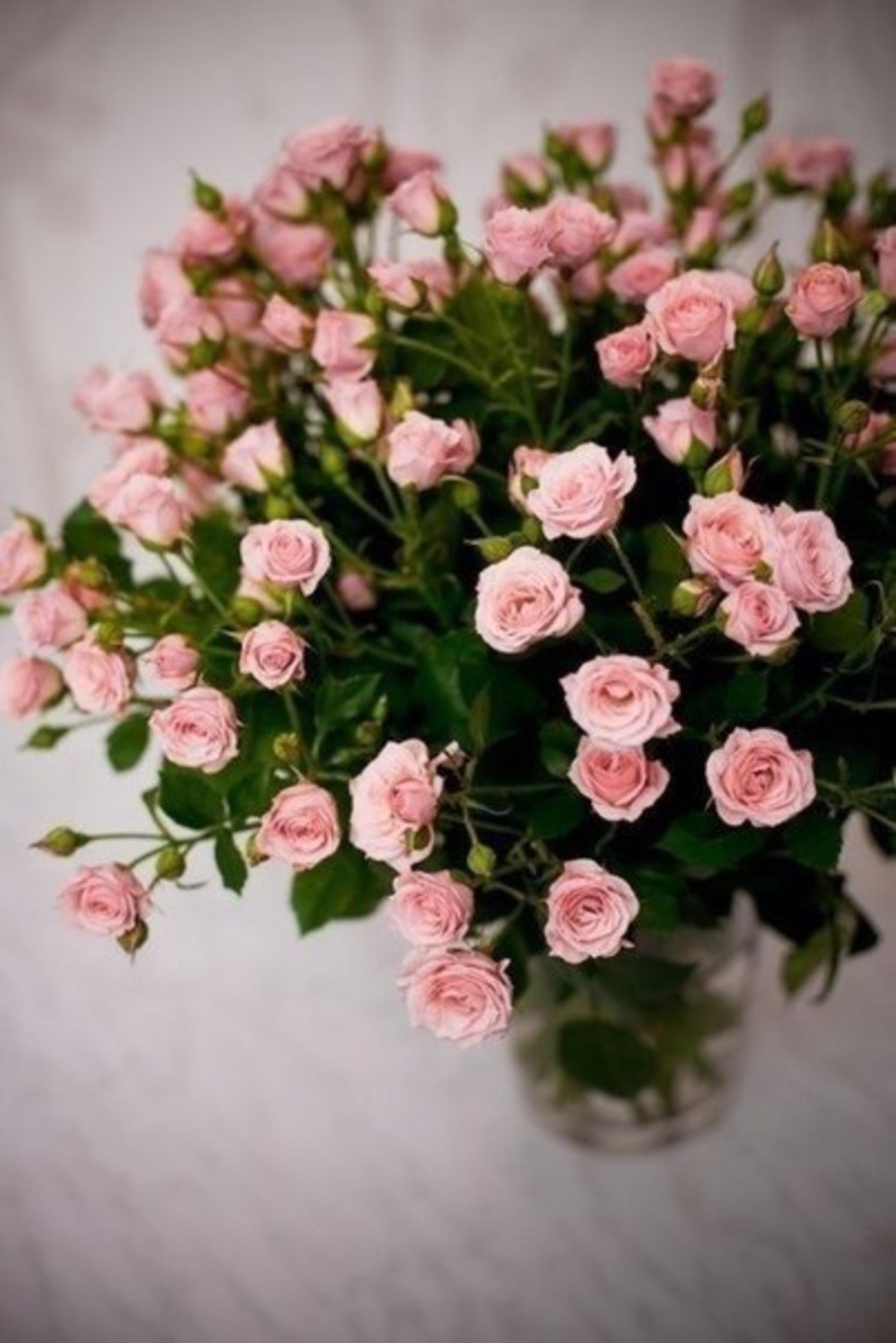 Роза с мелкими цветами кустовая