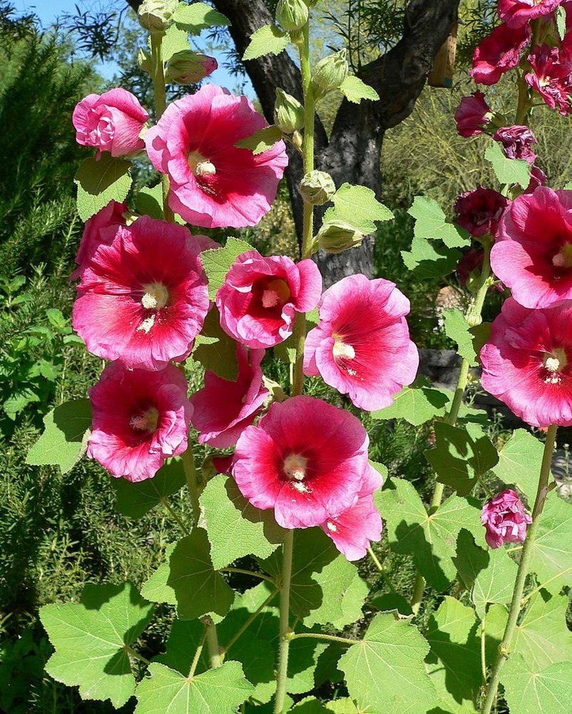 Шток-роза Alcea rosea