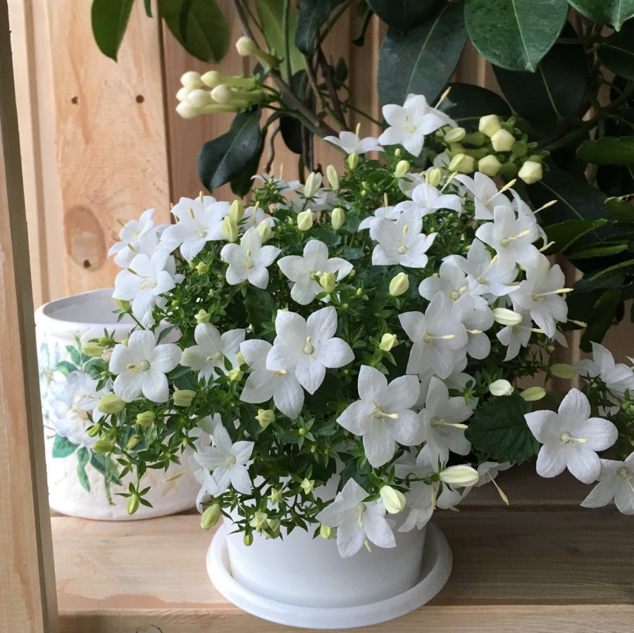 Кампанула невеста