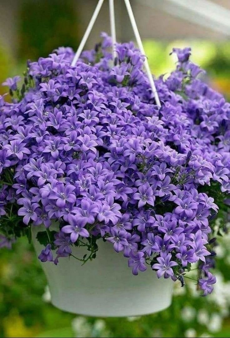 Кампанула (Campanula)