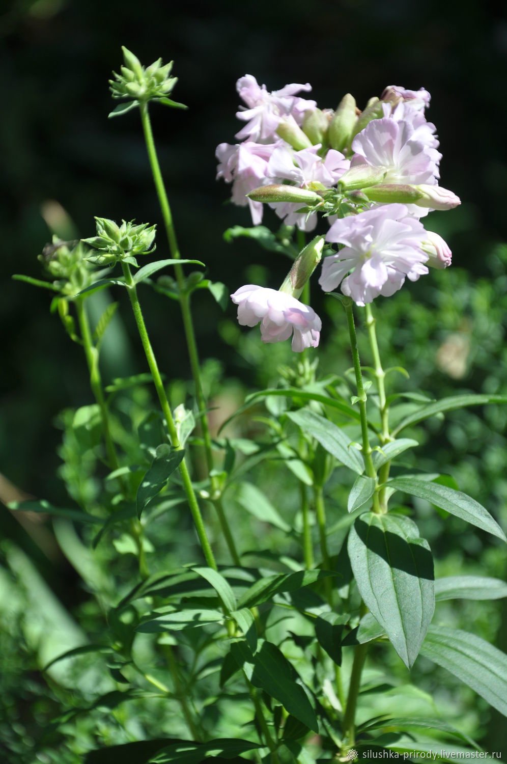 Цветок мыльнянка (Saponaria officinalis