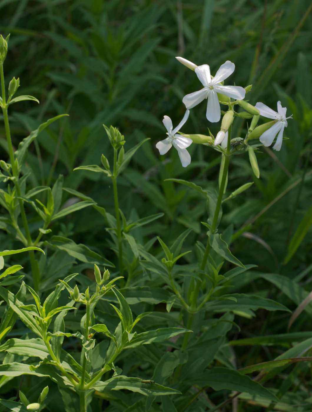 Мыльнянка лекарственная (Saponaria officinalis)