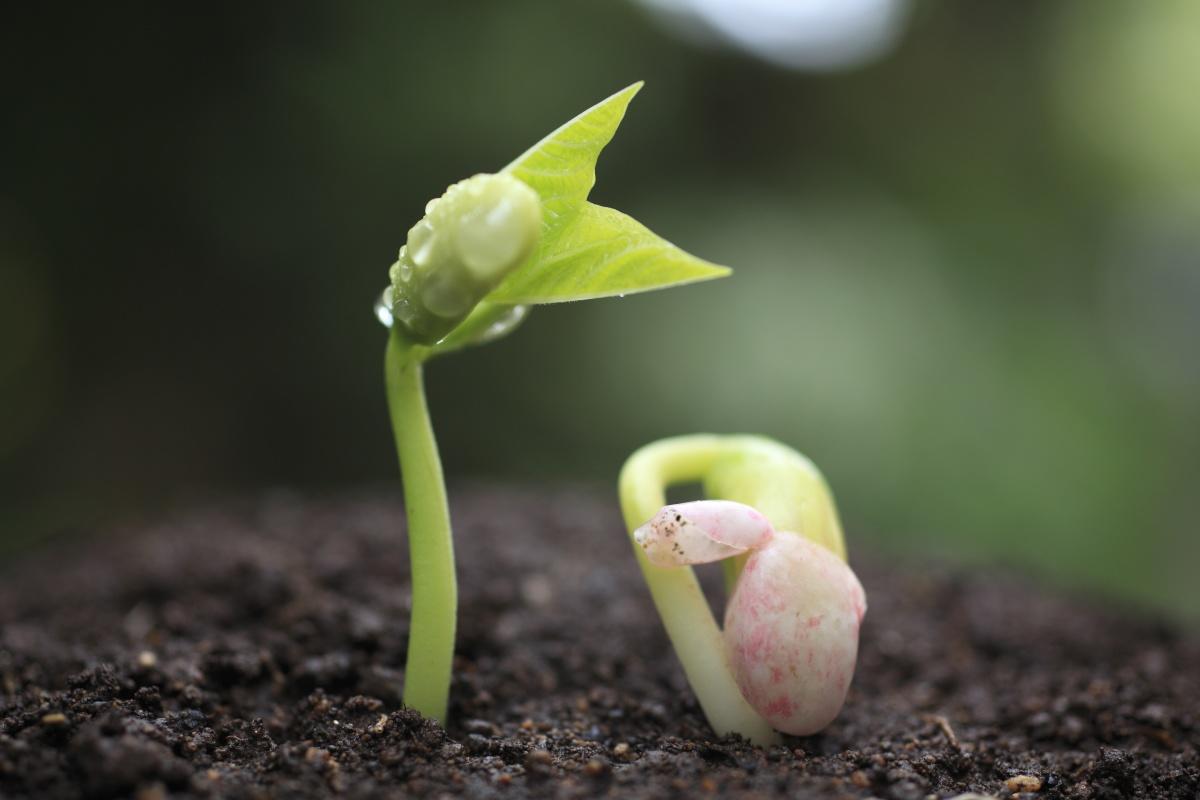 Seed germination