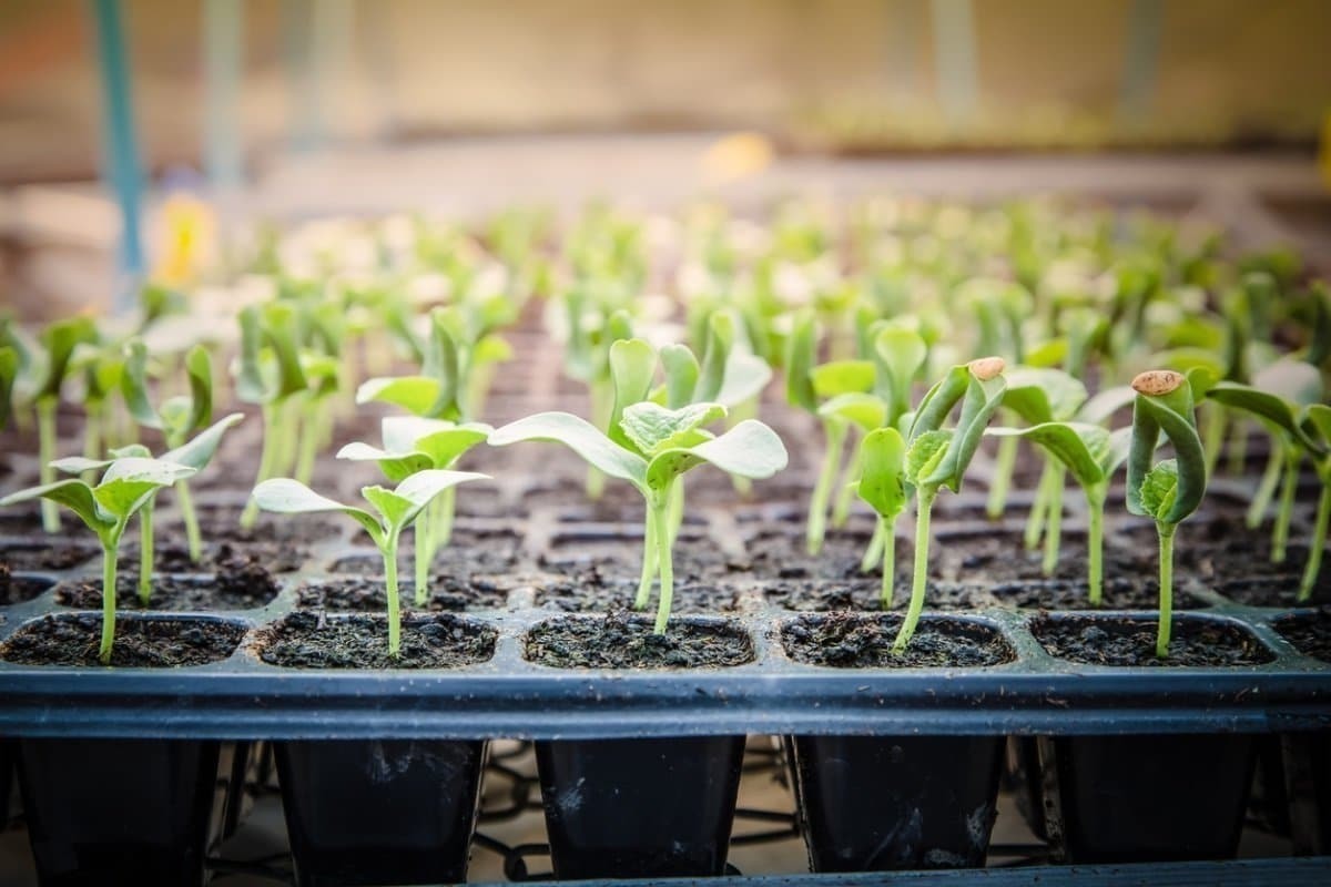 Seedling «рассада»