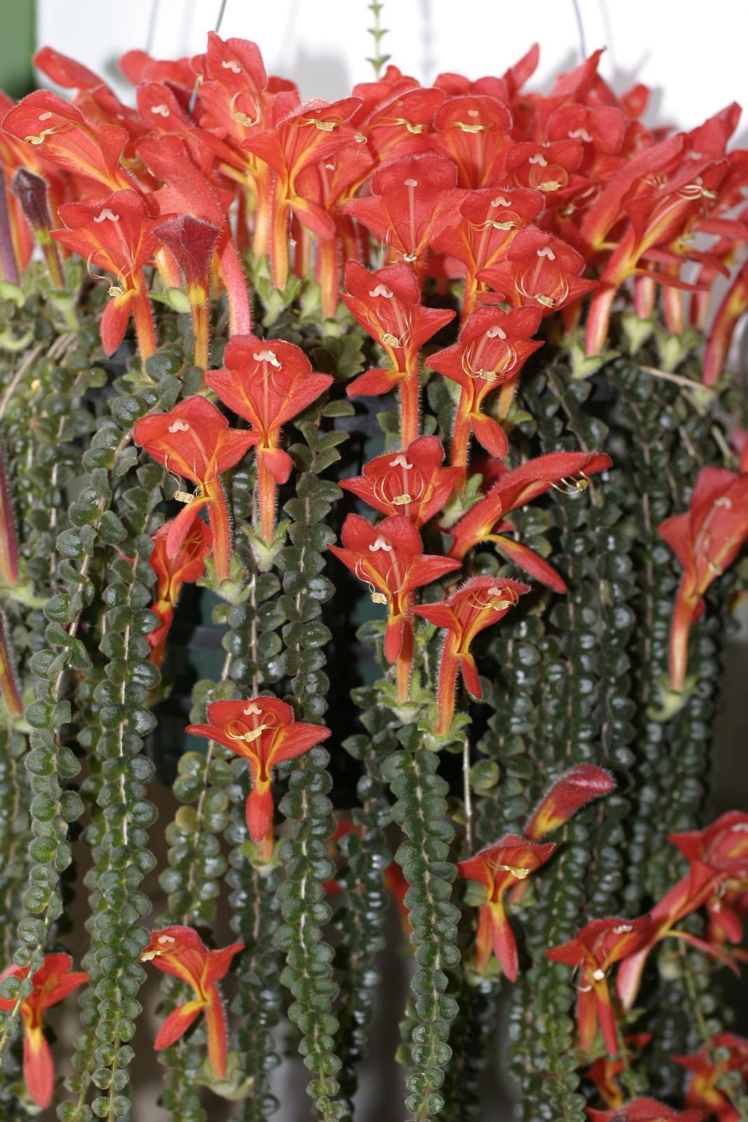 Колумнея microphylla
