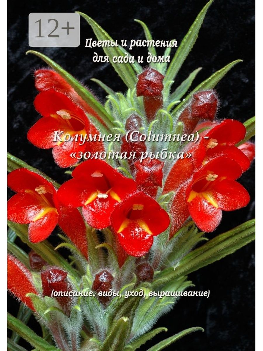 Колумнея цветок комнатный