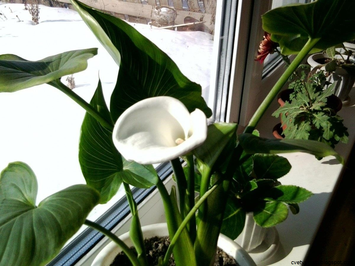 Калла эфиопская (белокрыльник)