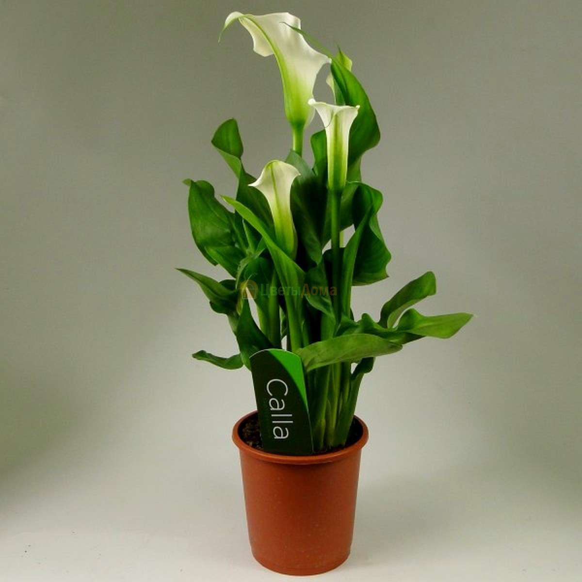 Калла микс, d-12