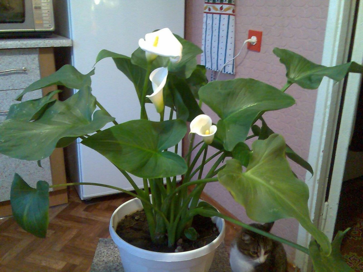 Калла эфиопская (белокрыльник)