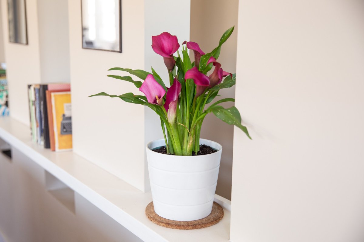 Калла Zantedeschia Mix