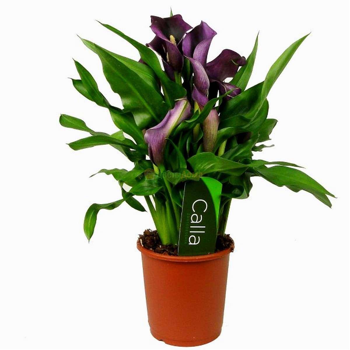 Калла Вайолет (Zantedeschia)фиолетовая
