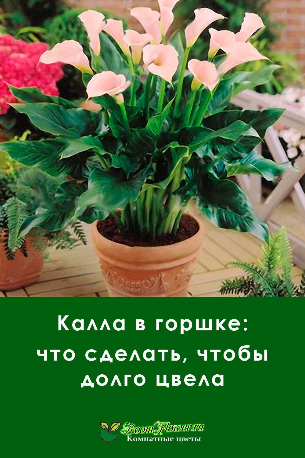 Калла Ремани Пинк