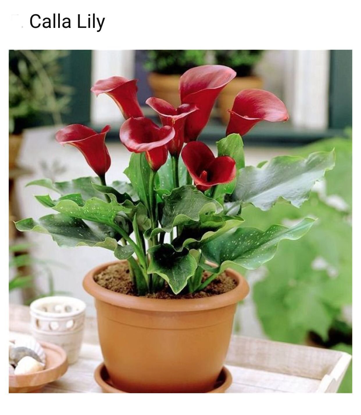 Калла микс цветок