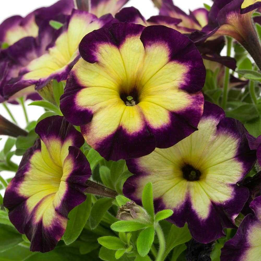 Петуния Crazytunia Moonstruck