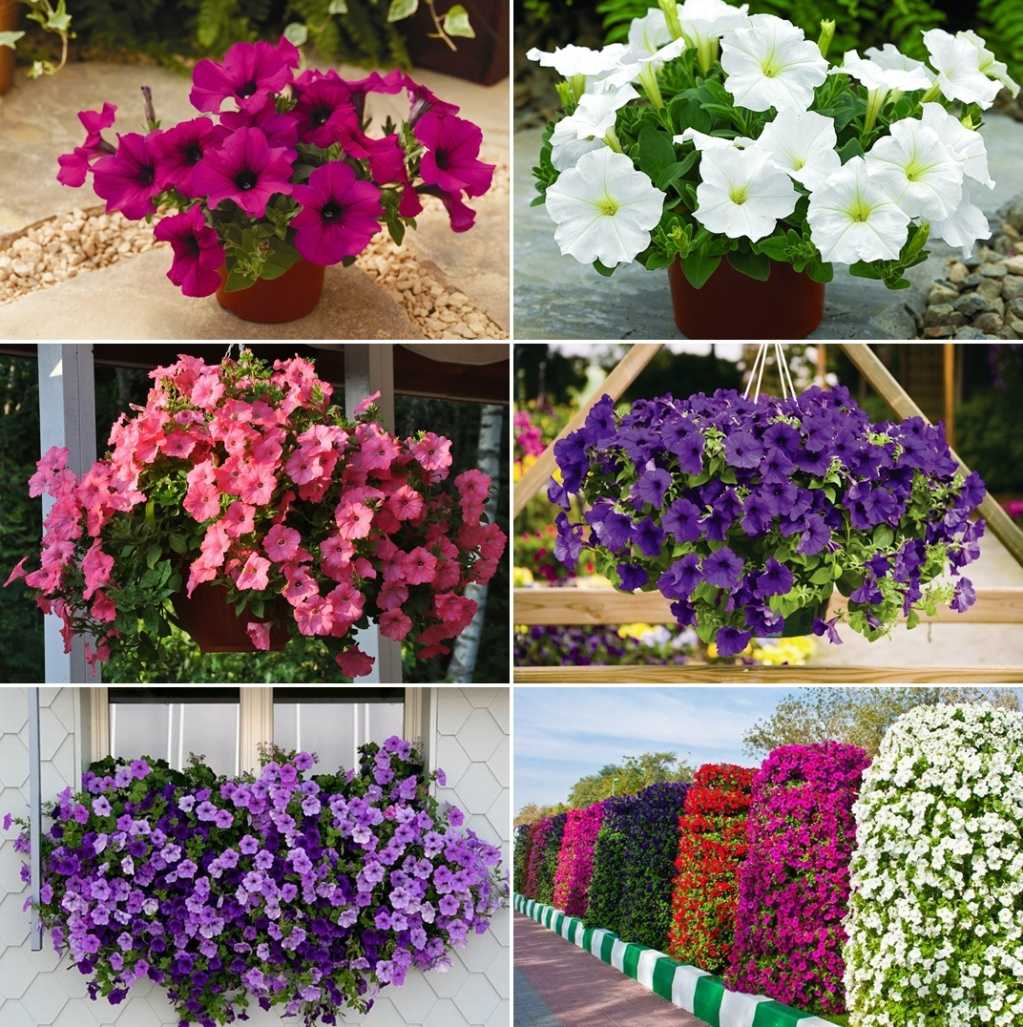 Петуния ампельная и каскадная