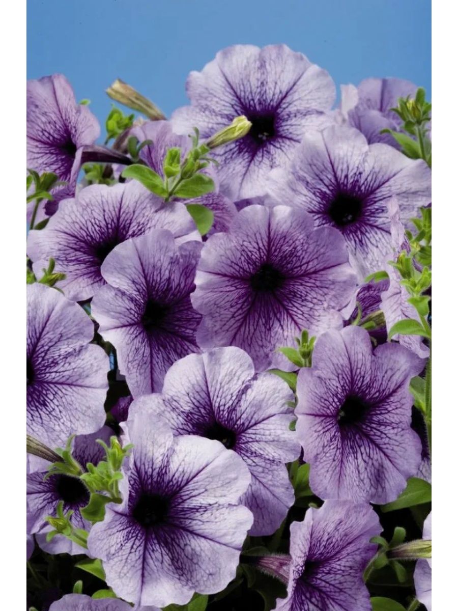 Петуния многоцветковая Celebrity Blue