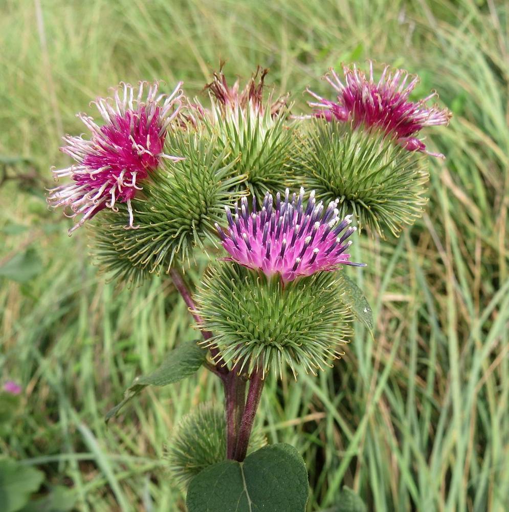 Лопух большой Arctium Lappa