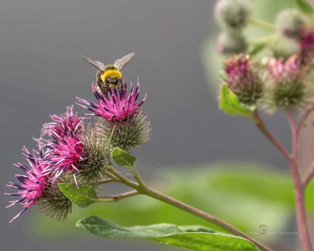 Arctium tomentosum