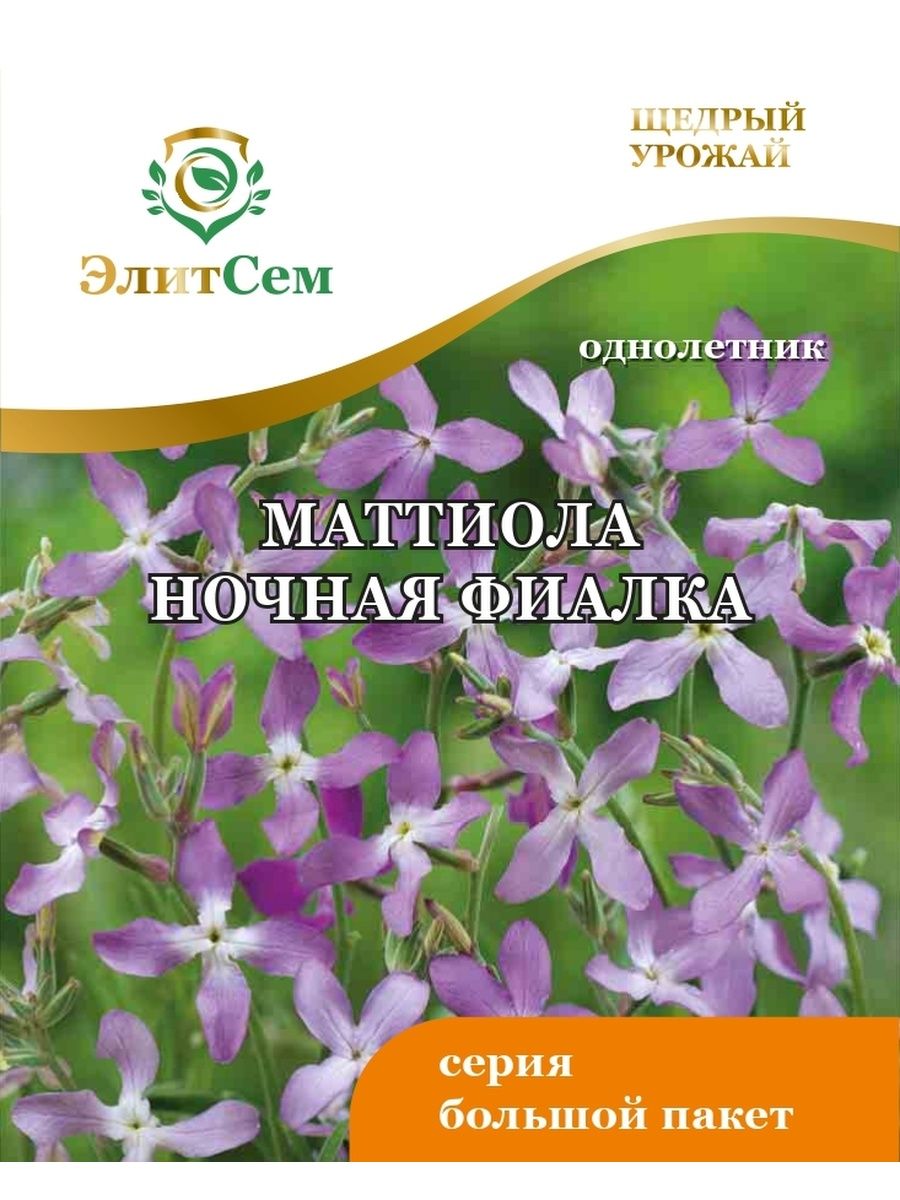 Маттиола двурогая Лилак